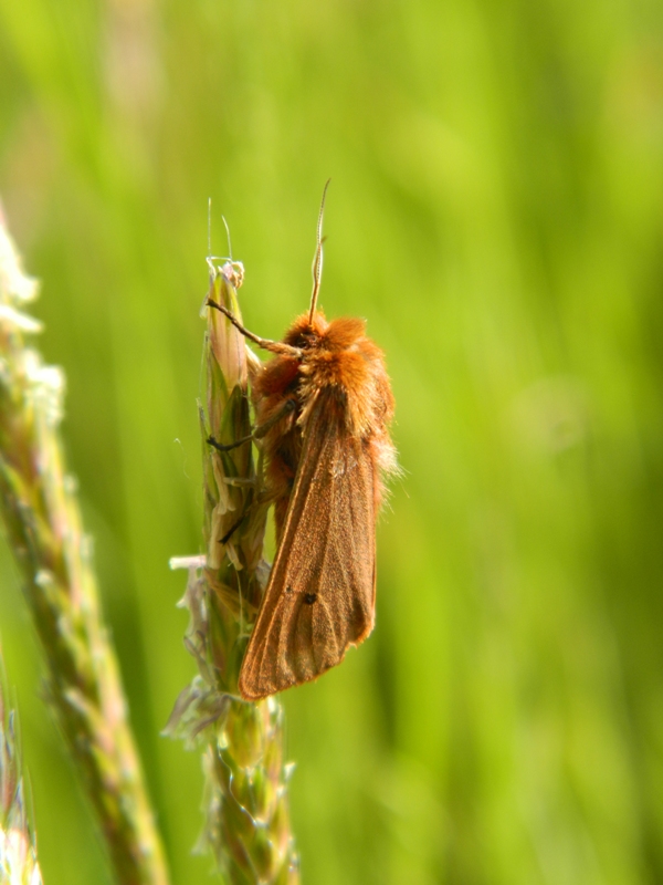 Phragmatobia fuliginosa